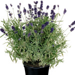Lavandula angustifol...