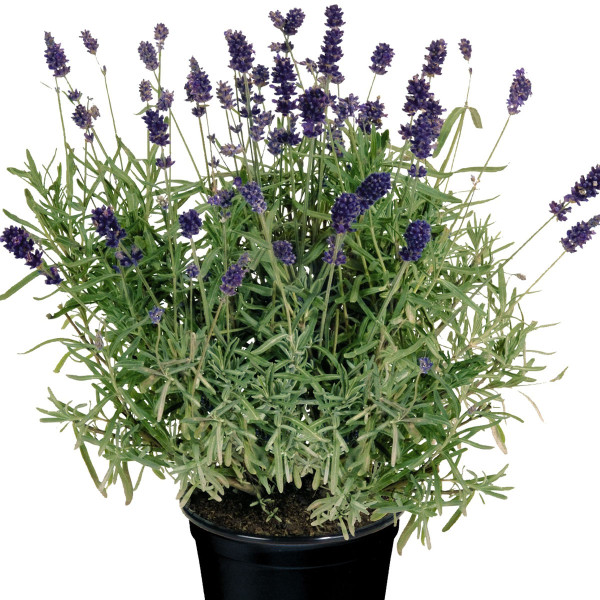 Lavandula angustifolia Vicenza