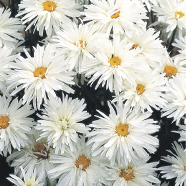 Leucanthemum x superbum Crazy Daisy