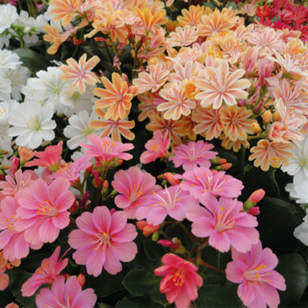 Lewisia cotyledon Elise