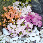 Lewisia cotyledon Sp...