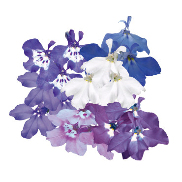 Lobelia erinus Palac...