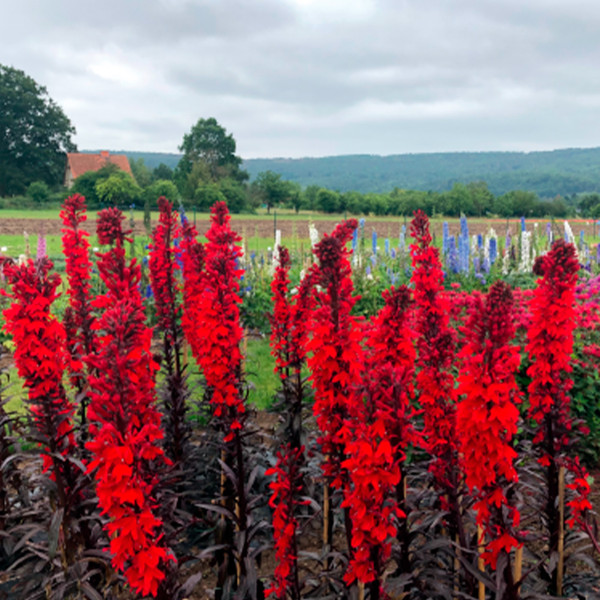 Lobelia fulgens Queen Victoria