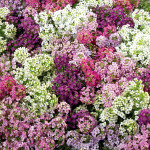 Panalillo maritima W...