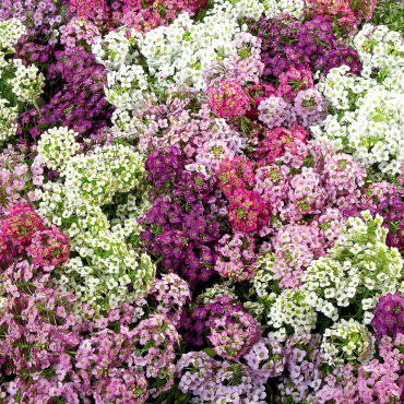 Panalillo maritima W...