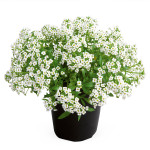 Panalillo maritima G...