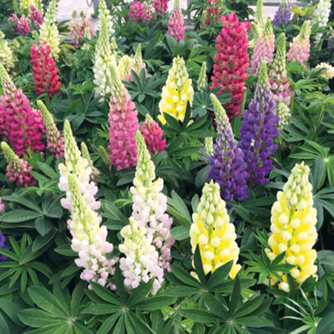 Lupinius polyphyllus...