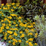 Melampodium palu. Go...