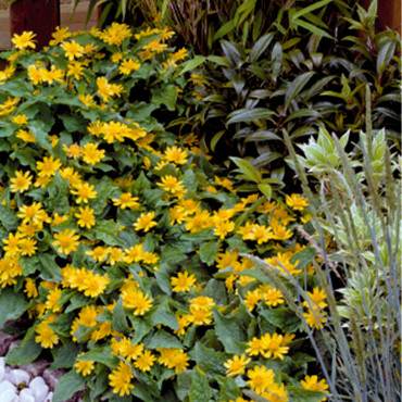 Melampodium palu. Go...