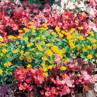 Melampodium palu. De...