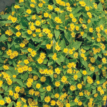 Melampodium palu. Sh...