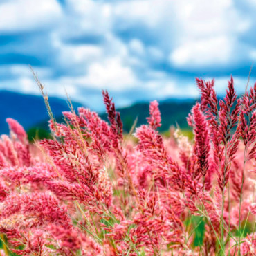 Melinis nervi. Savan...