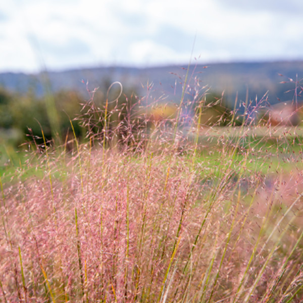 Muhlenbergia capillaris Ruby