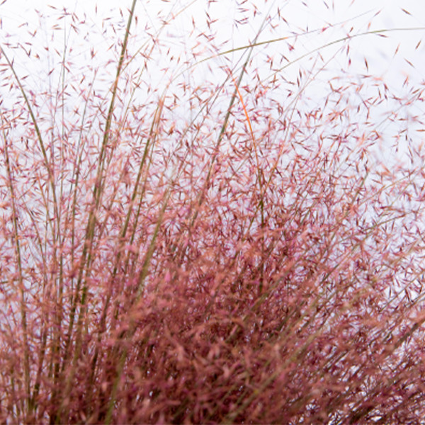 Muhlenbergia reverchonii Rosy