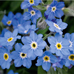 Myosotis sylvatica B...