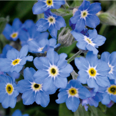 Myosotis sylvatica B...