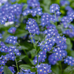 Myosotis sylvatica C...
