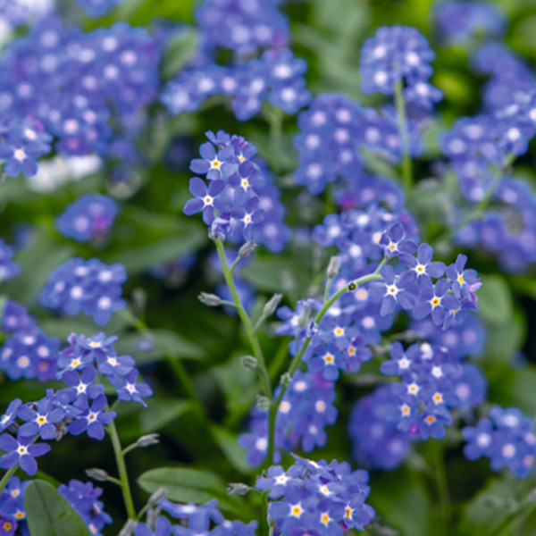 Myosotis sylvatica Compindi