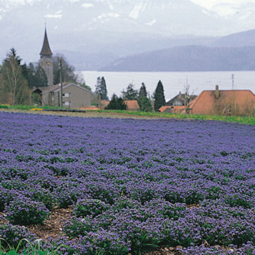 Myosotis sylvatica M...