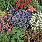 Myosotis sylvatica S...