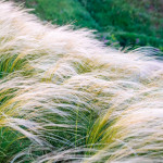 Nassella tenuissima ...