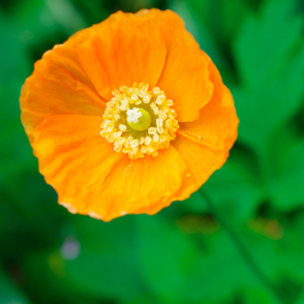 Papaver nudicaule Garden Gnome