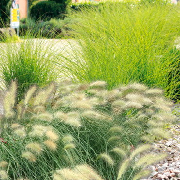 Pennisetum villosum ...