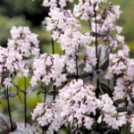 Penstemon digitalis ...