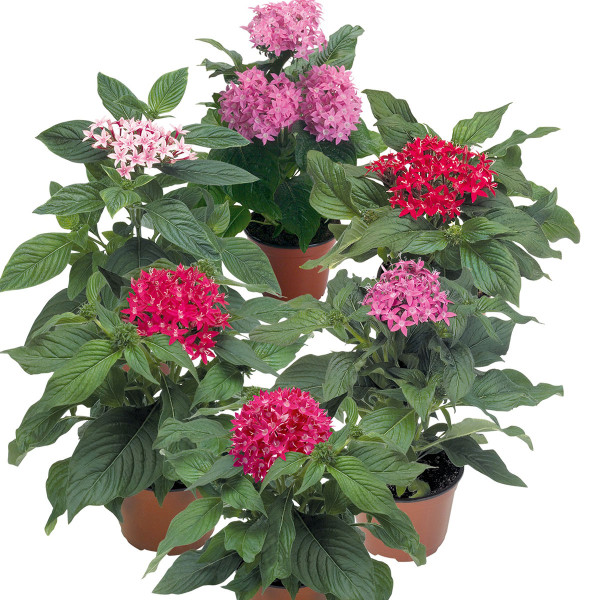 Pentas Kaleidoscope