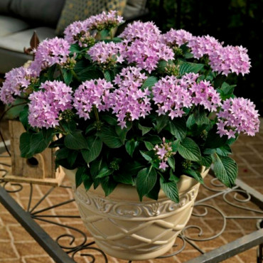 Pentas Nothern Light...