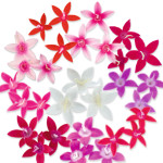 Pentas lanceo. Graff...