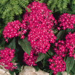 Pentas lanceo. Graff...