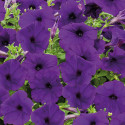 Petunia Colg. SUCCESS! TR