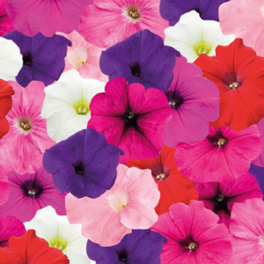 Petunia Colg. SUCCES...