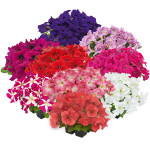 Petunia G. SUCCESS! ...