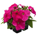 Petunia G. SUCCESS! HD