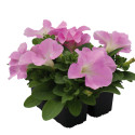 Petunia G. SUCCESS! HD