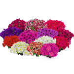 Petunia G.SUCCESS! 3...