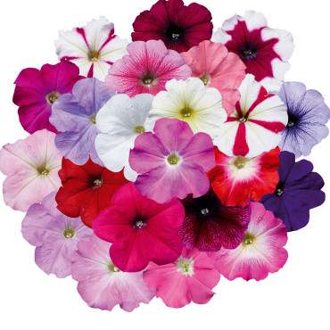 Petunia M. Celebrity...