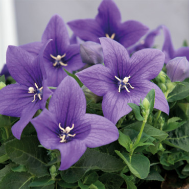 Platycodon G. Pop St...