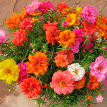 Portulaca G. Stopwat...