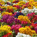 Primula elatior Cres...