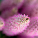 Ptilotus exaltatus J...