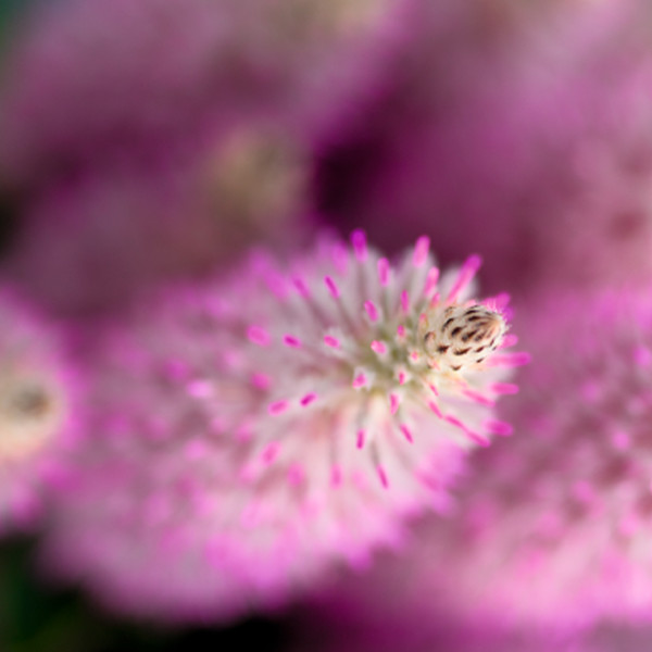 Ptilotus exaltatus Joey