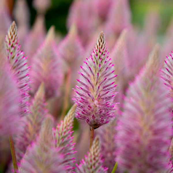 Ptilotus exaltatus Matilda