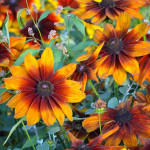 Rudbeckia hirta Autu...