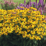 Rudbeckia fulgida Go...