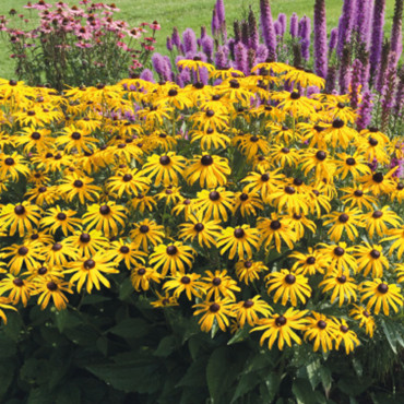 Rudbeckia fulgida Go...