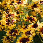 Rudbeckia hirta Denv...