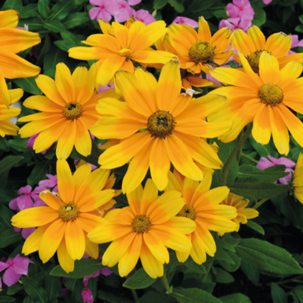 Rudbeckia hirta  Prairie Sun